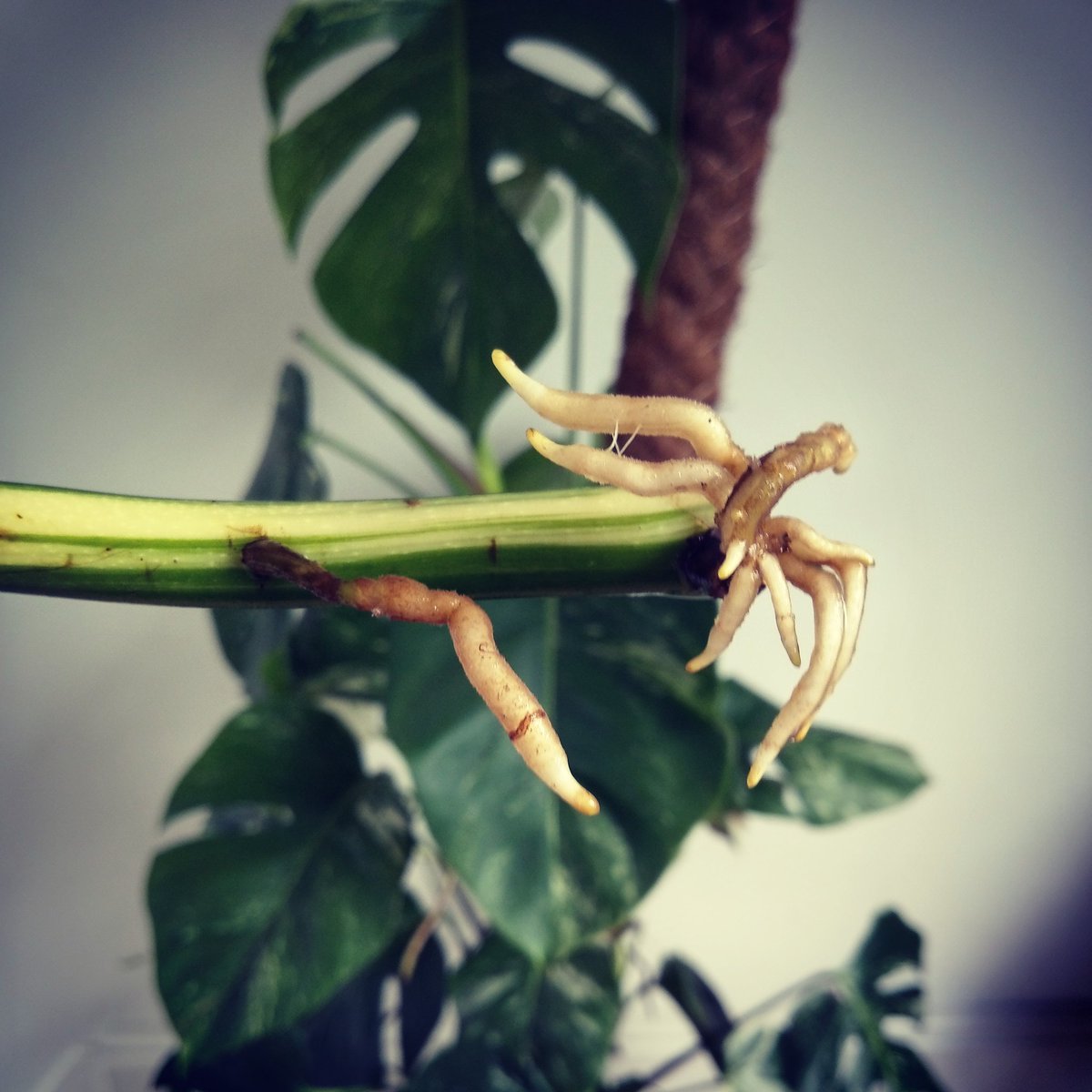 We love growing our own Monstera cuttings here at MonsteraCo. Check out the roots on this one! #monsteradeliciosa #variegationtrend