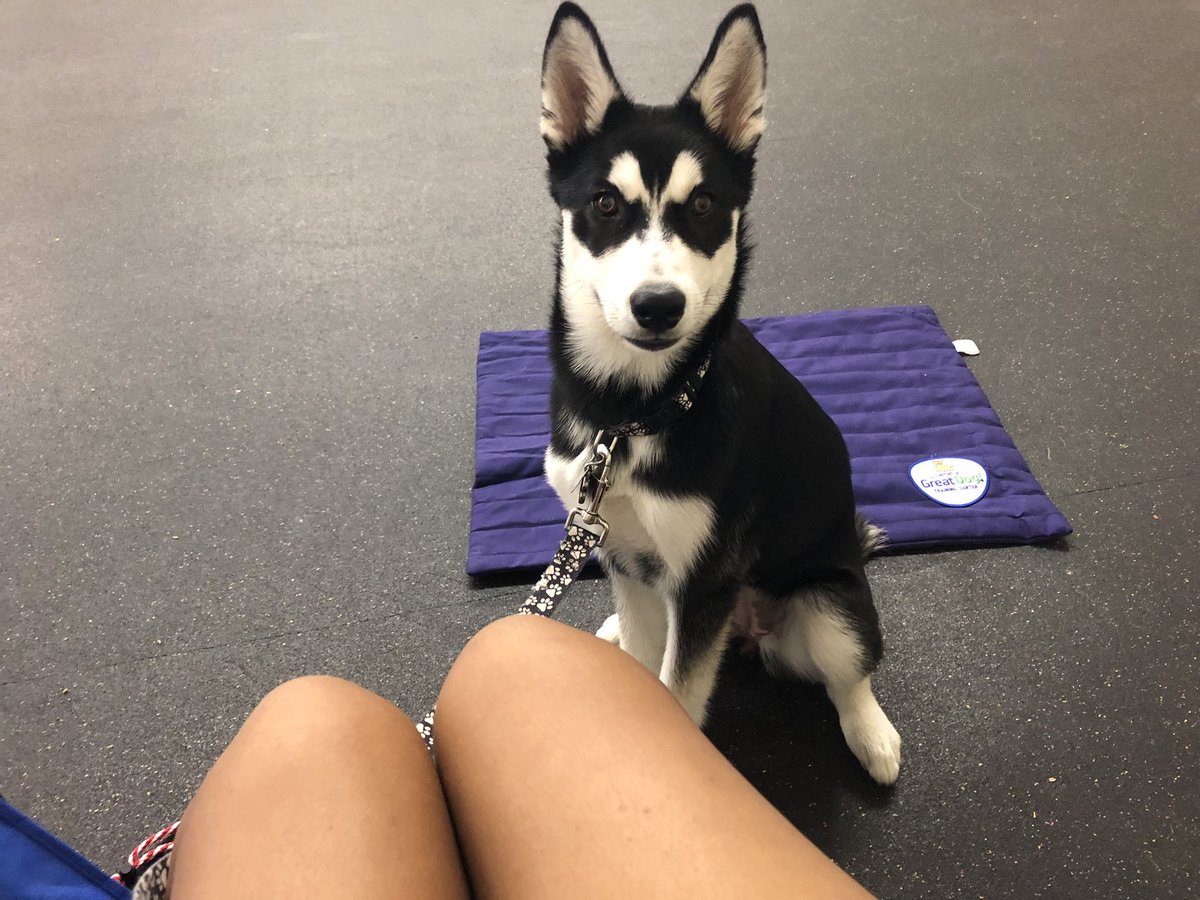 huskymeetsworld's tweet photo. Had my last day of puppy school yesterday! #graduated #gooddoggiecertified https://t.co/xsBBdDoW6H
