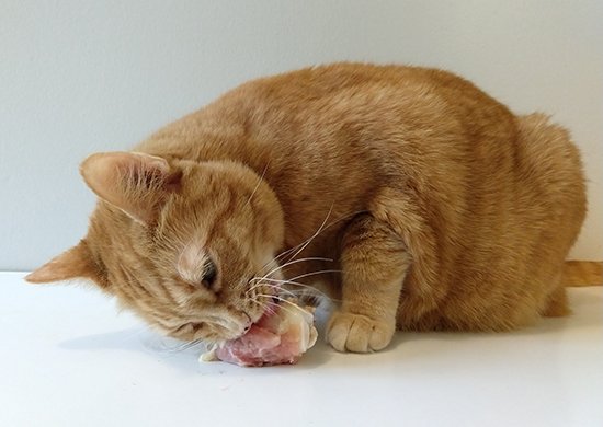 MargaretGates's tweet photo. Keep an eye on your cats if you feed raw meaty bones. Problems are very rare, but they can happen. The benefits are enormous and the risks are small, so don't hesitate to feed these!
https://t.co/hqHMAeNSrV https://t.co/iadIF1YbLT