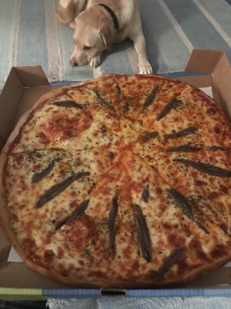 Not sure hungry #labrador pretending not to see food and pizzas are a good match. Pretty sure he won’t like anchovies #saturdaynighttakeaway
