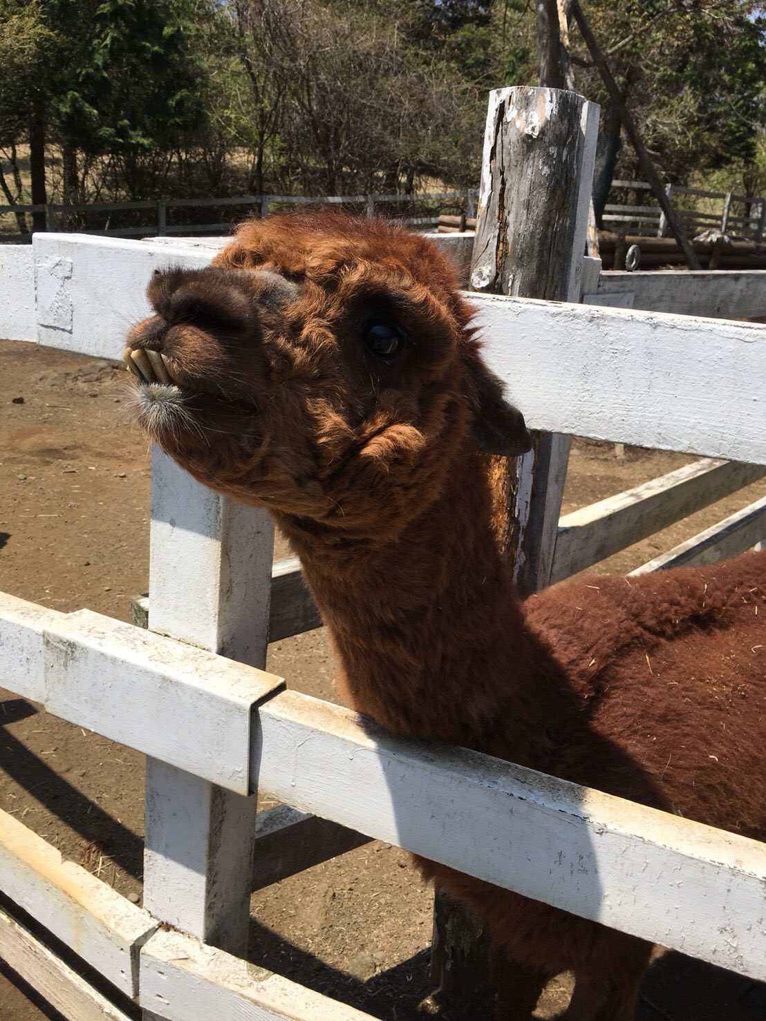 画像 富士山こどもの国にいるアルパカwアルパカの可愛いイメージ返してwこいつ唾飛ばしてきたんよぉ T Co Wwpagtnuov Matomehub まとめハブ 画像 富士山こどもの国にいるアルパカwアルパカの可愛いイメージ返してwこいつ唾飛ばしてきたんよぉ T Co Wwpagtnuov Matomehub まとめハブ