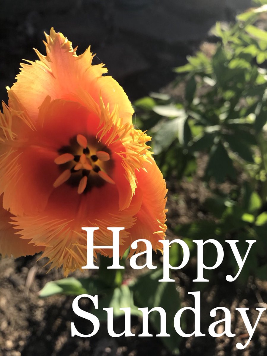 DDCworthy's tweet photo. From our DDC family to yours, we hope you have a wonderful and restful Sunday. #ddcworthy #diamonddaughter #fundaysunday #restupfortheweekahead https://t.co/PqxX14py5N
