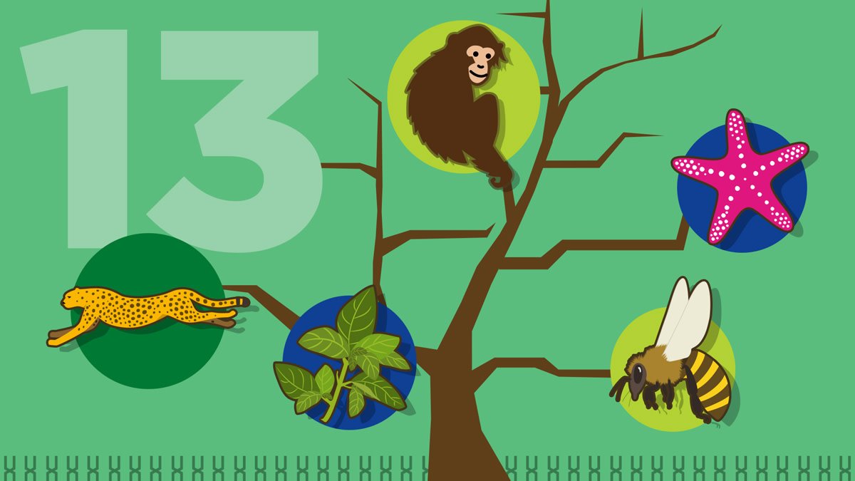 NIH's tweet photo. We are all connected to every living thing on earth, from plants to animals to microbes, through our genomes. Mice share 92% of the same genes as humans. More, if they are named Stuart Little. https://t.co/B9ryaNxAdy #15for15 #DNADay18 https://t.co/PNKCeX4YSq