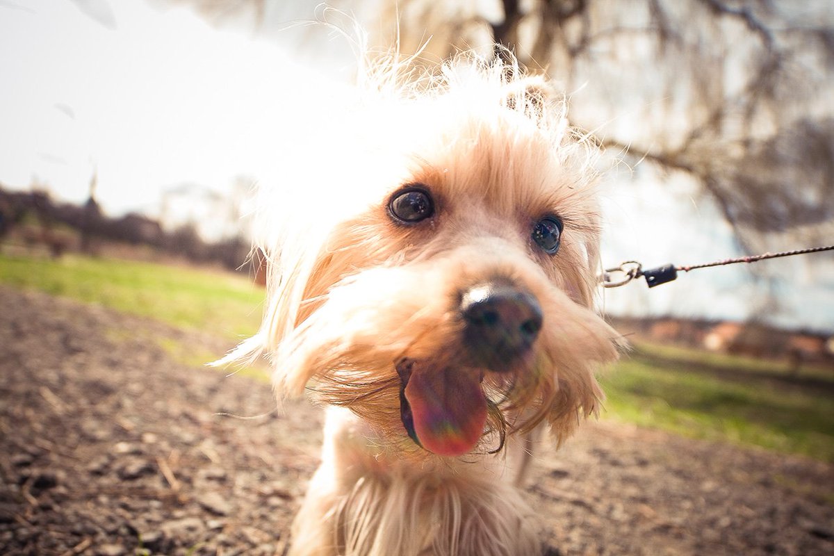 Cute little baby 🐶 doggiepet.com
