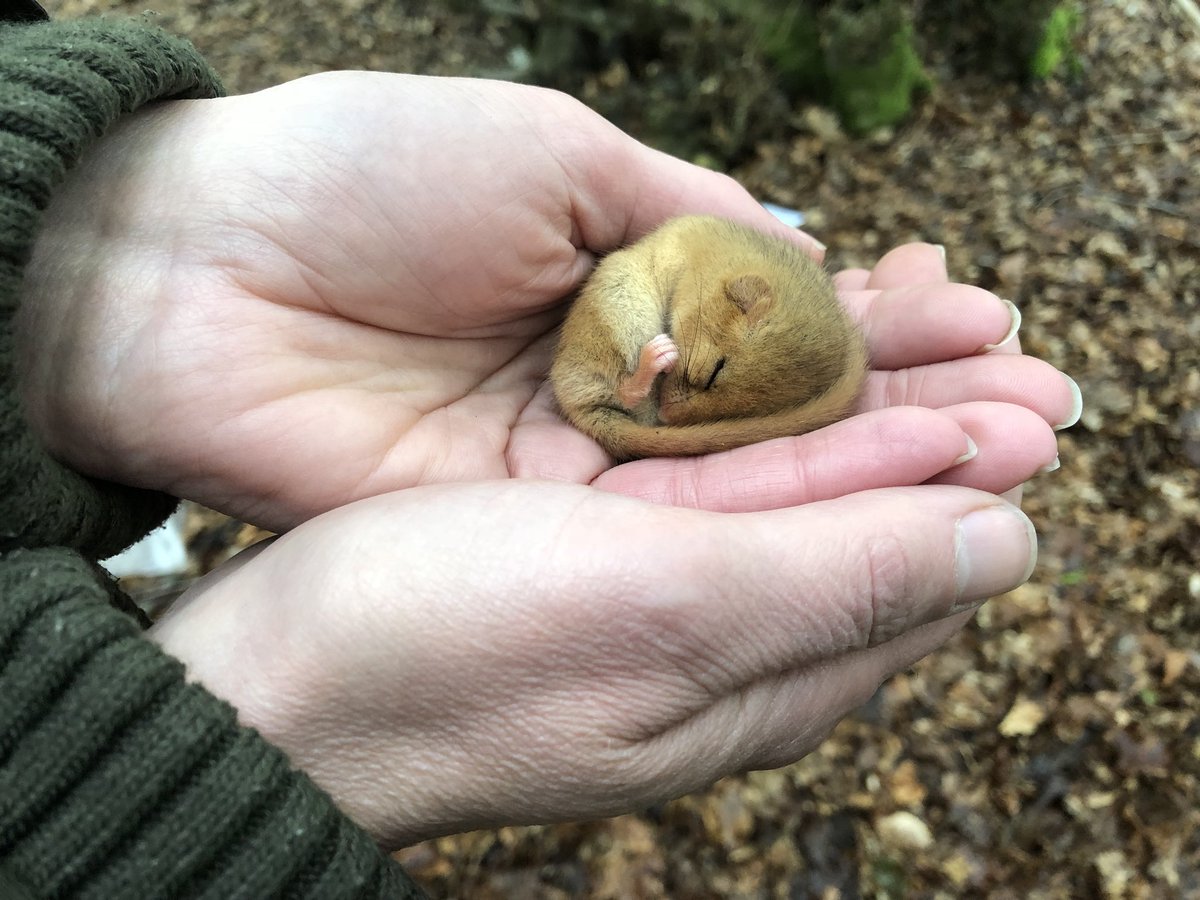 Wildlofthouse's tweet photo. A grand start to the Dormouse monitoring season @BBOWT Warburg NR! https://t.co/JsuuaLPeBc
