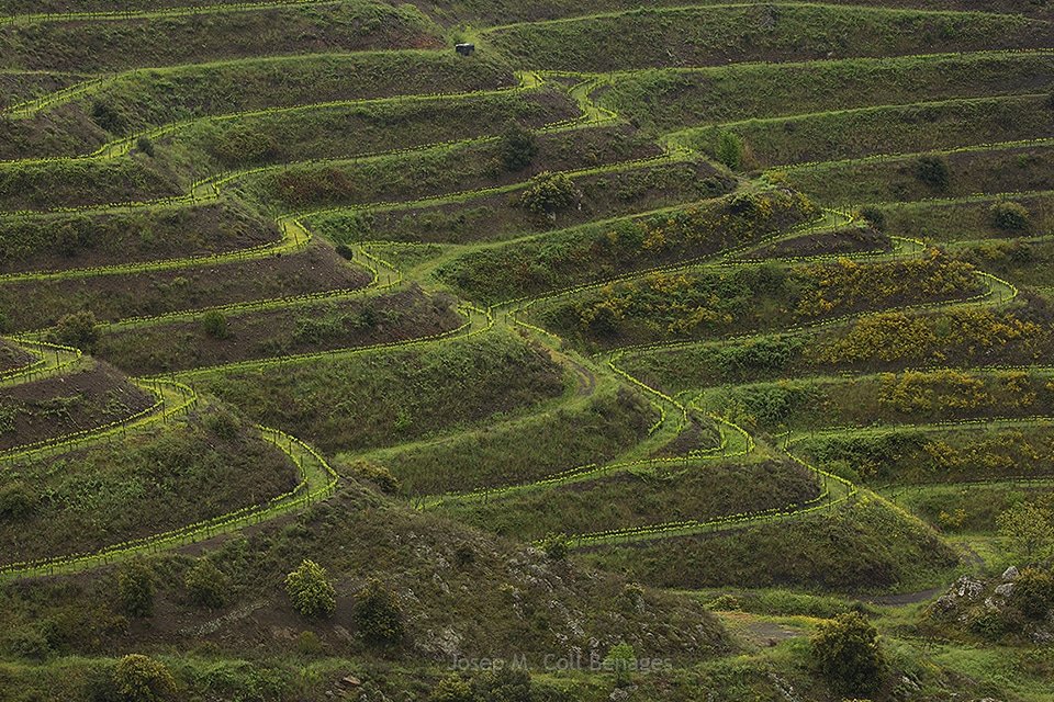 Desprès de la pluja resalten els colors verds de la primavera. Priorat, Abril 2018