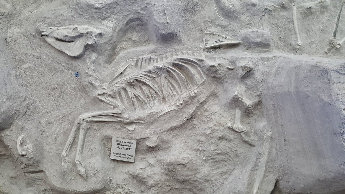 paleeoguy's tweet photo. The paleontologists in attendance at #AMMP11 were treated to a private tour of one of the finest fossil localities on Earth. #AshfallFossilBeds is located a few miles from Royal, #Nebraska. 11.9 Ma, a #supervolcano exploded in Idaho (1/ )
#Neohipparion https://t.co/OL63BP7q1R