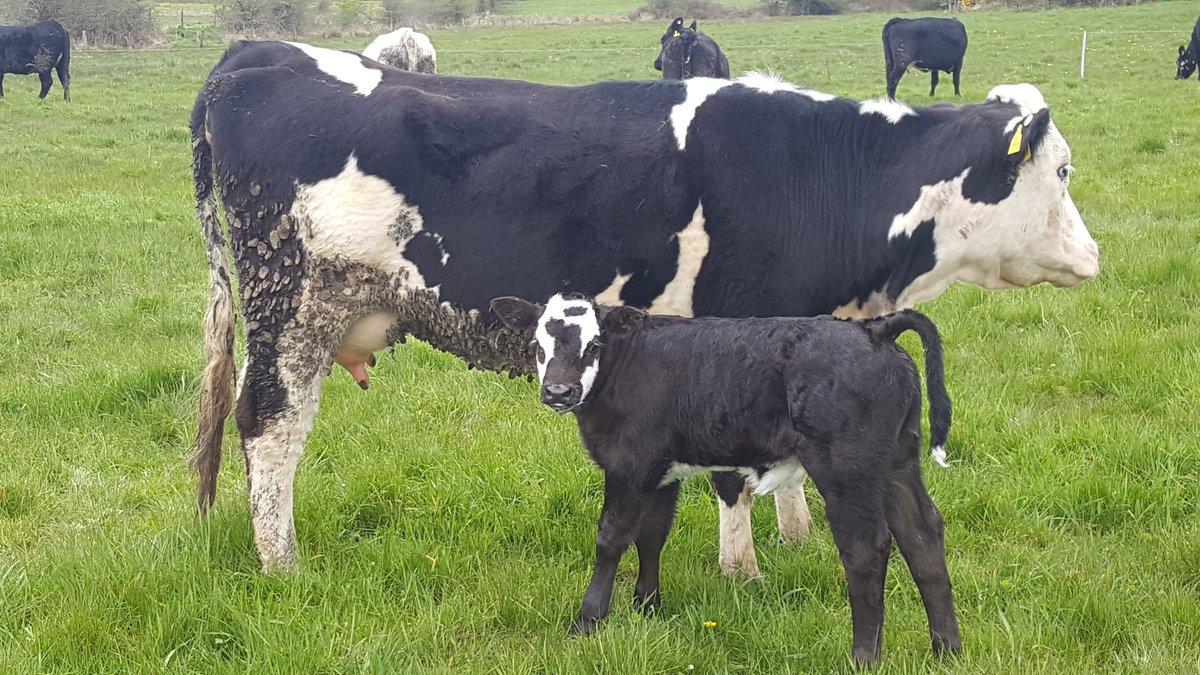 Travelling is fun but hard to beat these views #newcalves #farming