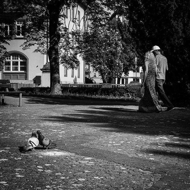 holgerriegel's tweet photo. Love is in the air?
–
.
.
.
.
.
#bnw_demand #bnwmood #monochrome #bnw_globe #blackandwhitephoto #rsa_bnw #blackandwhitephotography #blacknwhite_perfection #bnw_captures #bnw_city #bnw_life #bnw_rose #urbex #streetshared #aov #weekly_feature #createexplor… https://t.co/fnwQwMzdjk https://t.co/LzK9Ak0bRp