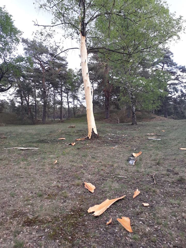HogeVeluwe's tweet photo. Wat een beetje bliksem al niet kan doen! Slaat een bliksem eenmaal in dan kookt een boom binnen één seconde en wordt de sapstroom ineens stoom. En dat zet met een enorme knal uit. Soms worden zijtakken en stukken hout tot wel 400 meter weggeslingerd. https://t.co/VhFlqCtgCw