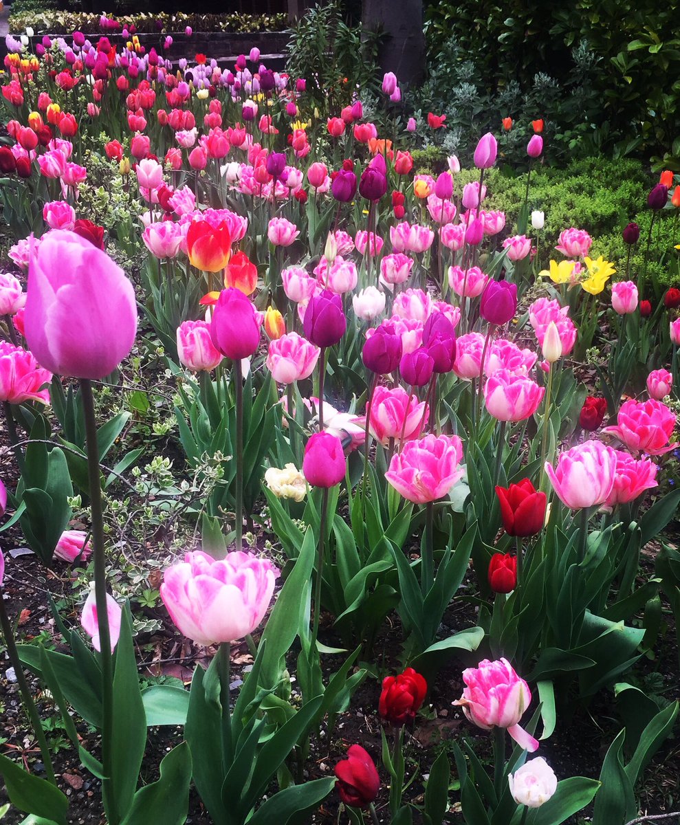 BalticSecret's tweet photo. Tulips for days 😍absolutely loving your work @LiverpoolHopeUK 🙌 #floralfabulouseness #liverpoolinbloom #tulipfever #britishgrownflowers https://t.co/NVQleNwECY