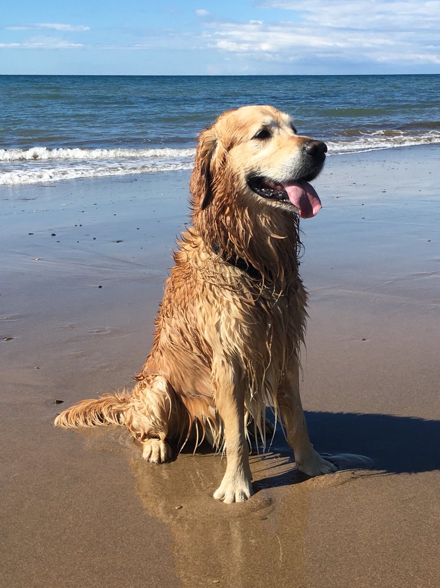 MontyTheGoldie's tweet photo. Fab beach day and picnic with the fambo today. The picnic was almost ruined by a chocolate Labrador who tried to steal the humans’ food from our bag. How rude! #beach #sunshine #greedylabrador https://t.co/GuVWpXg4DB