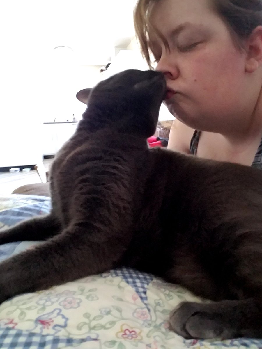 MarleeHoward's tweet photo. @JesseMcCartney My cat Cerridwen makes my life better, one snuggle at a time https://t.co/M4uH8jO1YP