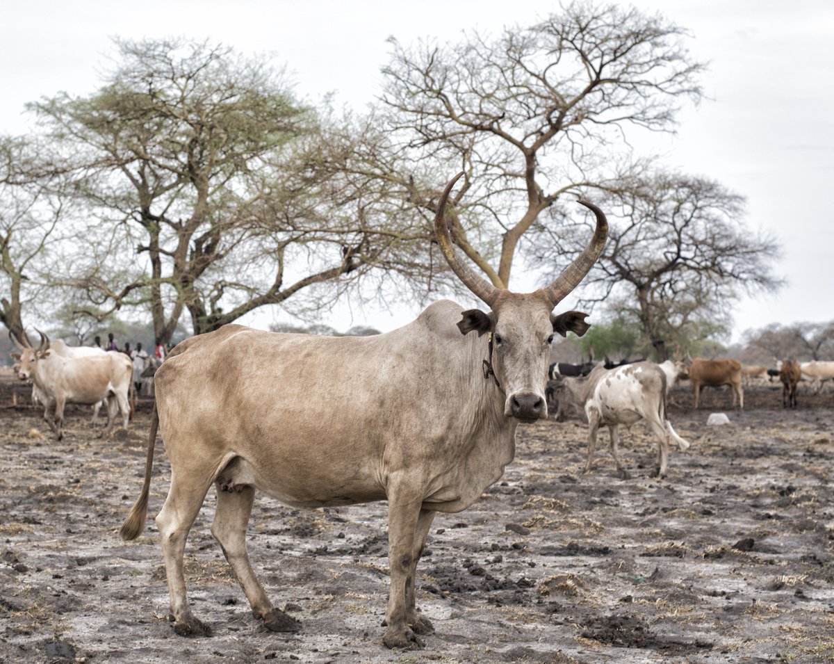 JDF_Voice's tweet photo. In South Sudan, wealth is measured not in money but in cattle. Without a proper banking system, cows are the currency of choice for most of the nation’s people. Learn more about life in South Sudan by visiting our website, https://t.co/xSYovHdkTw https://t.co/BzmIGcOyRV