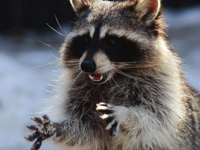 KSHB41's tweet photo. Pet raccoon, stoned off of too much weed, brought to Indianapolis firehouse. Confusion ensues. https://t.co/cRP3unSXZh https://t.co/SP9kZ7UGW8