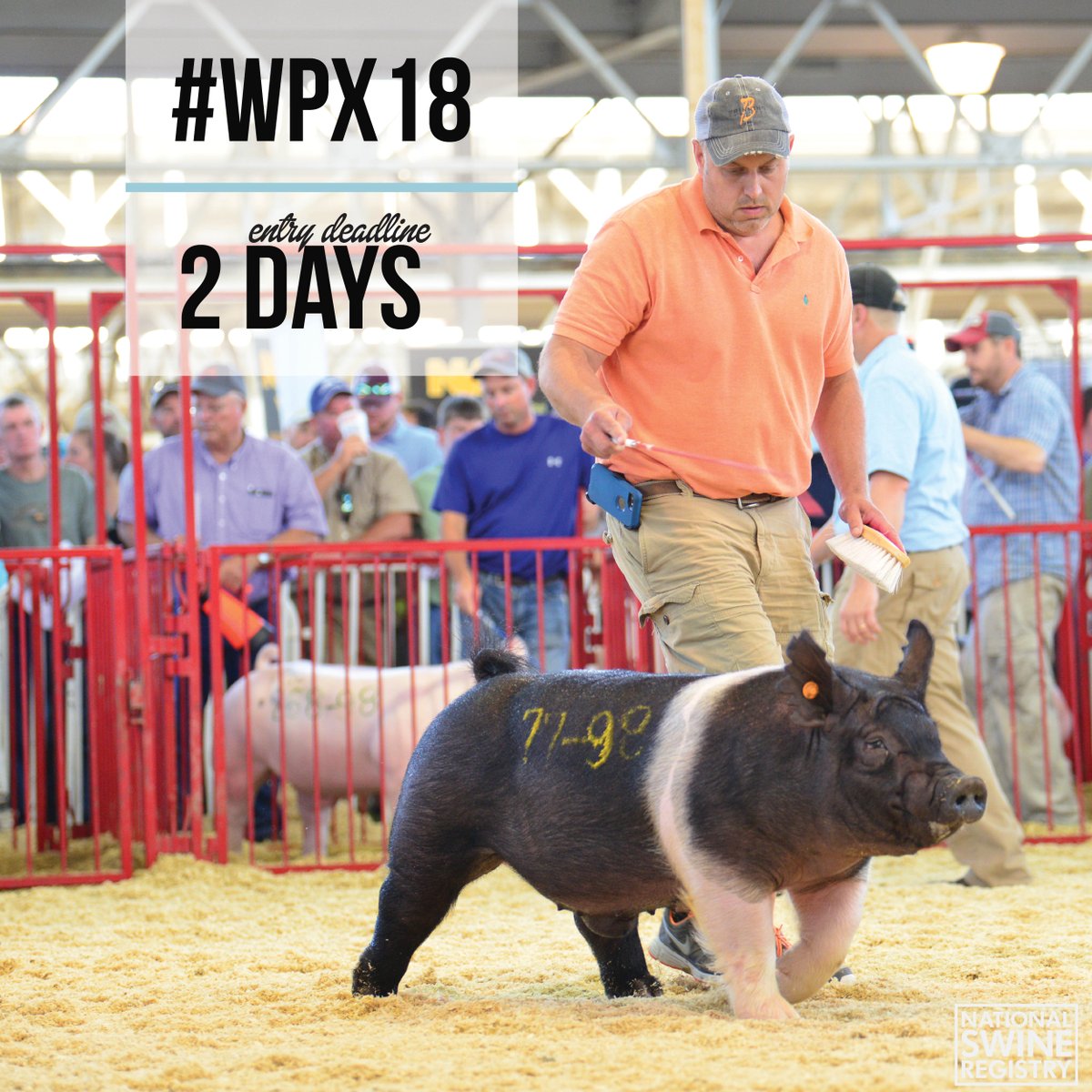 NationalSwine's tweet photo. Slow your scroll! Entries for the 2018 World Pork Expo are due this Thursday, April 19. For more #WPX18 information and to enter online, visit https://t.co/VBhQXsuEjR. #NSR #NJSA https://t.co/2OwQEyJaz4