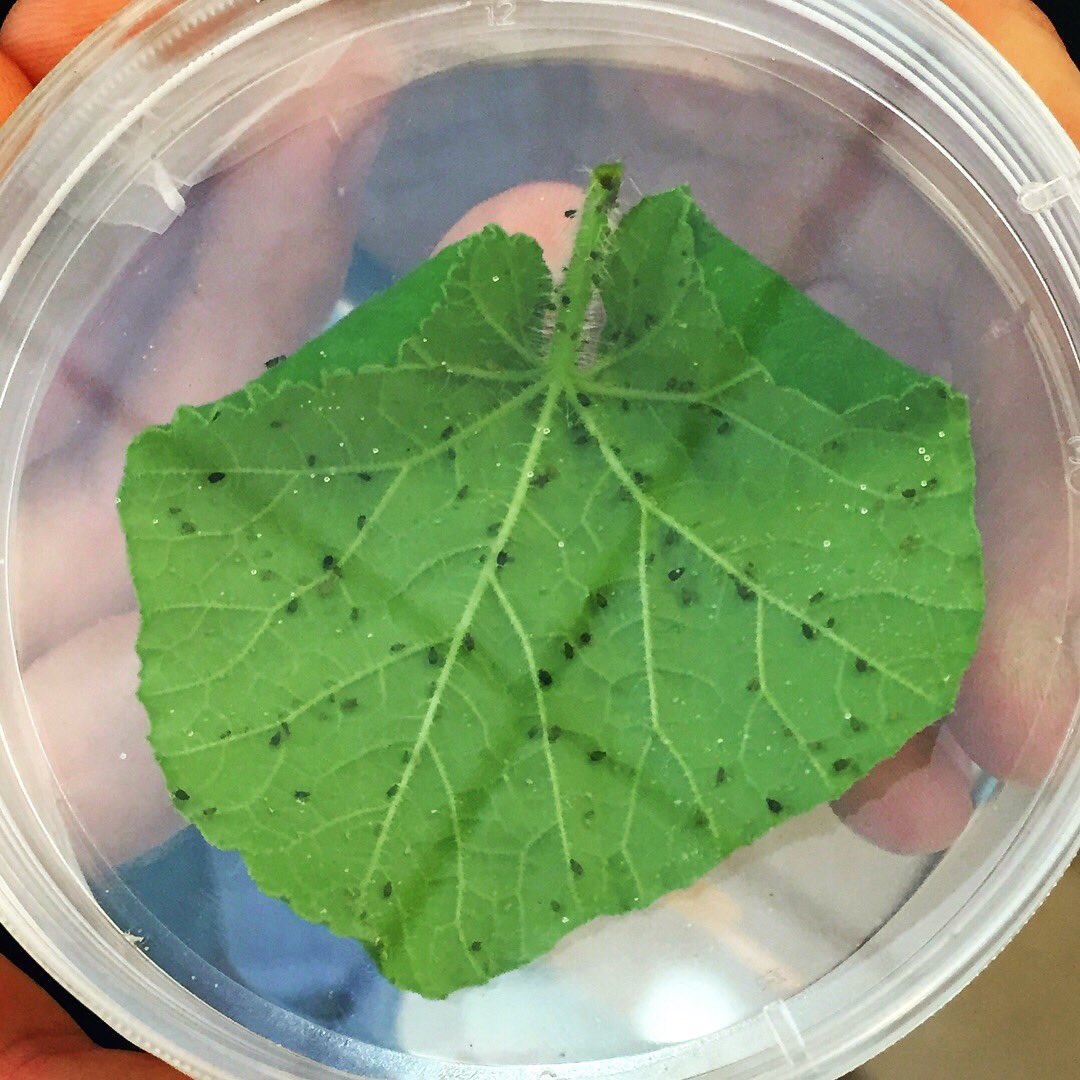 InsectFair's tweet photo. Tessa (@UCRentomology ) is working with tiny little pest #insects like #aphids and whiteflies to study their interaction with #plants. Come to our Insect Fair to learn more! It is a lot of #fun! Mark: Saturday, April 28, 2018 at Riverside downtown. #riversideinsectfair 
#bugs https://t.co/RqSyu7kcy1