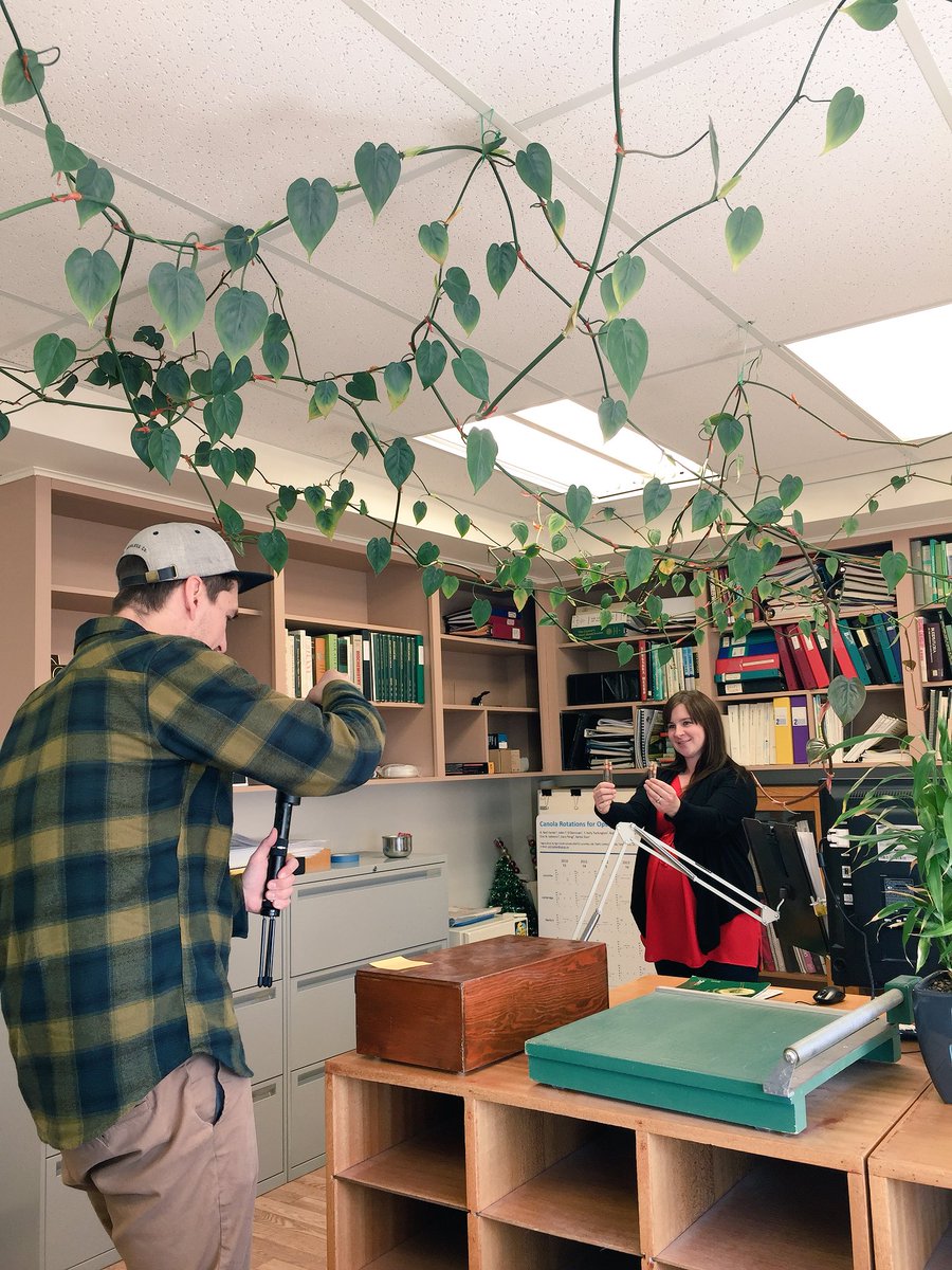 Lauranders0n's tweet photo. Getting some great shots of researchers in action today at @AAFC_Canada Lacombe. Thanks @breannetidemann & @LockeVincent !! @albertawheat https://t.co/Hsj11Bajox