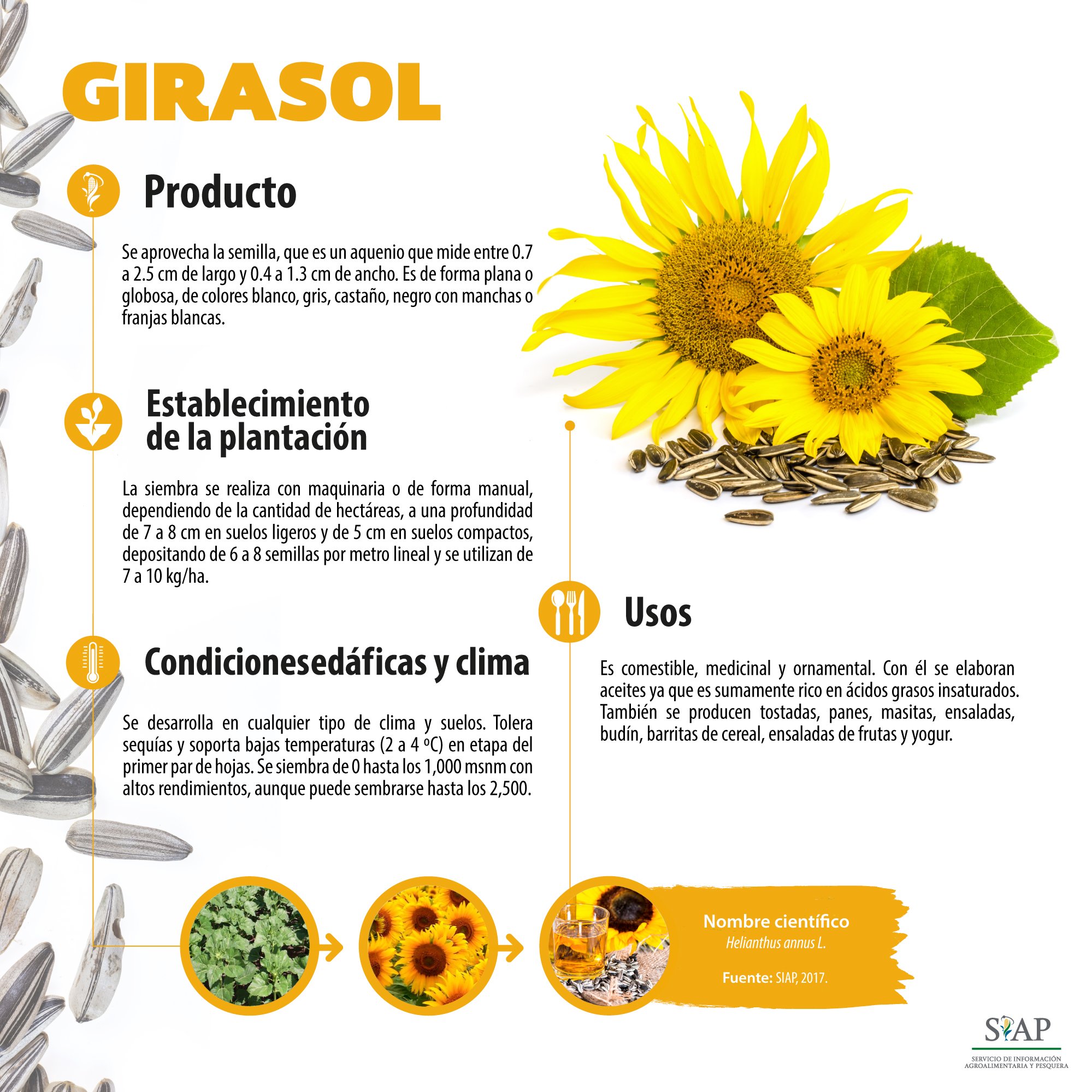 SIAP auf Twitter: „#Monografías | En esta ocasión te presentamos al #girasol,  hierba que puede ser cultivada en cualquier tipo de suelo, así como a  distintas temperaturas. Se utiliza con fines medicinales,