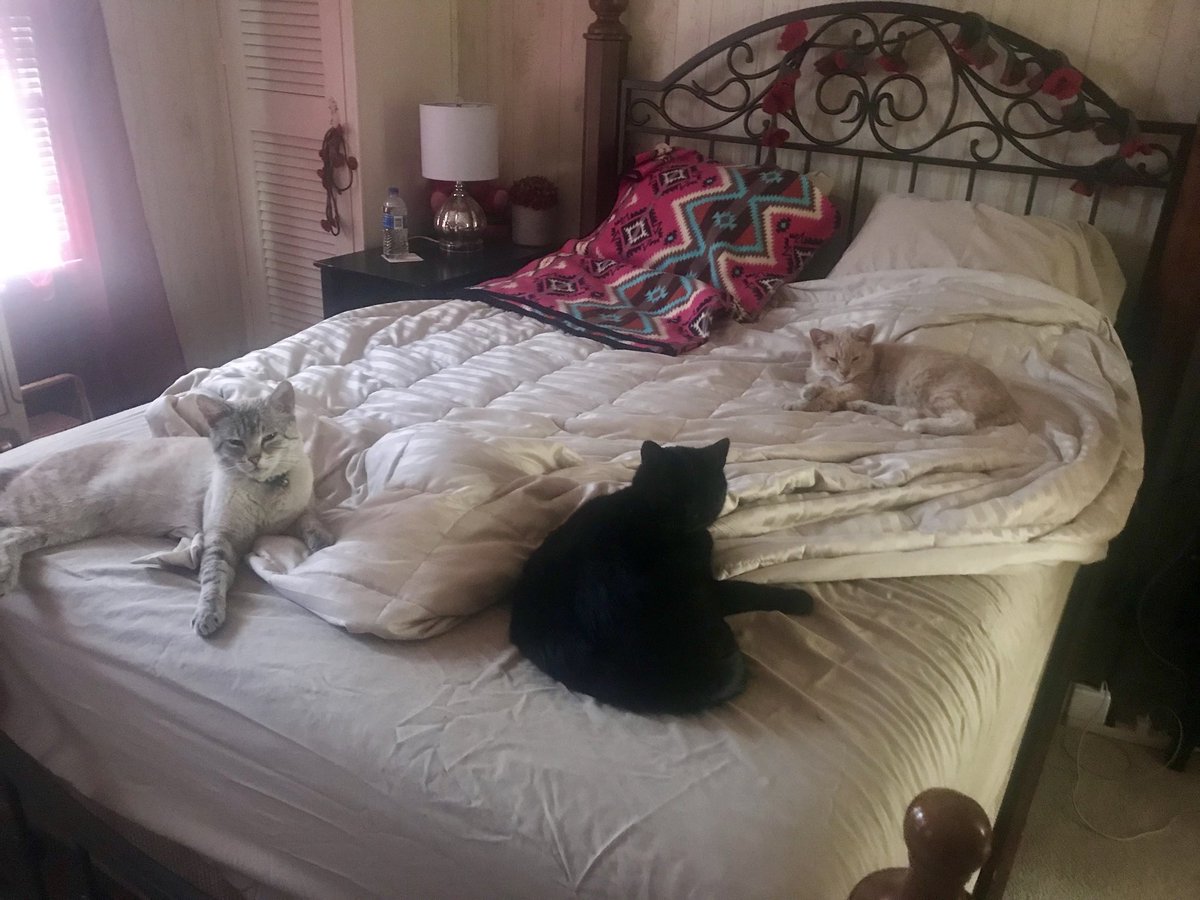 AshLinxKitty's tweet photo. Taking over the world one bed at the time #CatsOfTwitter #tuesday #cats #catconspiracy #takingovertheworld #cat https://t.co/ZbSK95mCC9