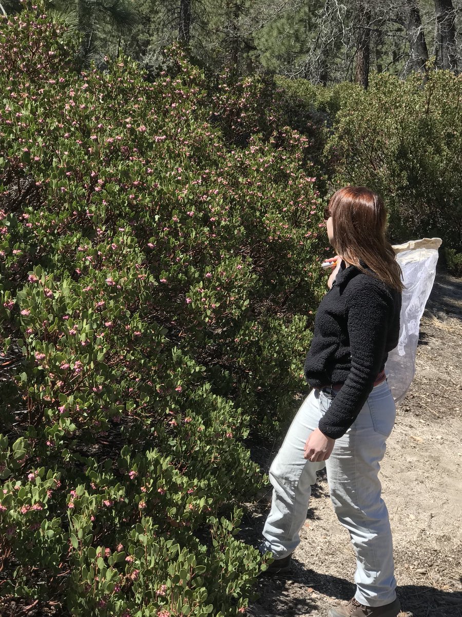 cintagliata's tweet photo. Hunting for bumblebee queens in the San Bernardino Mountains today for an upcoming @scifri video. 

Found six queens and a FLY PRETENDING TO BE A BUMBLE!! #fakeittilyoumakeit https://t.co/gPfGhADob1