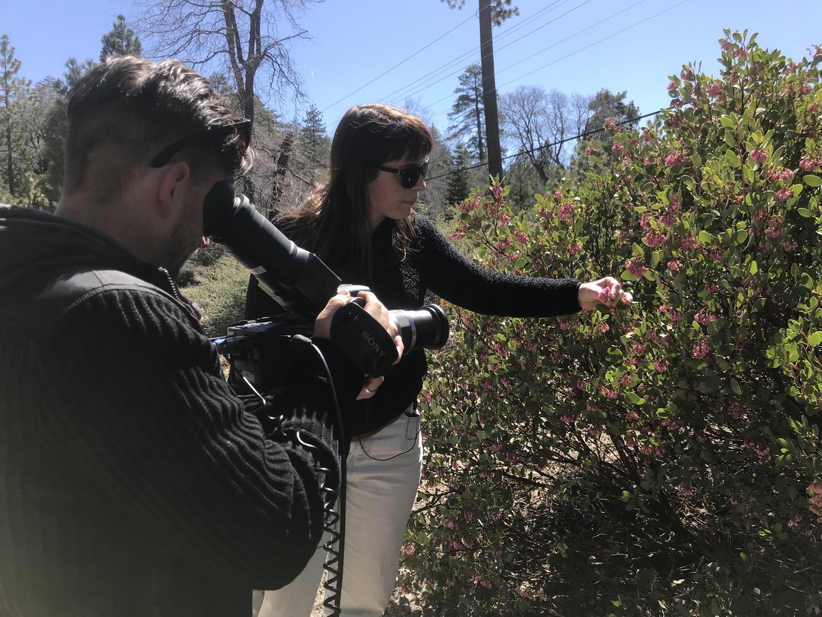 cintagliata's tweet photo. Hunting for bumblebee queens in the San Bernardino Mountains today for an upcoming @scifri video. 

Found six queens and a FLY PRETENDING TO BE A BUMBLE!! #fakeittilyoumakeit https://t.co/gPfGhADob1