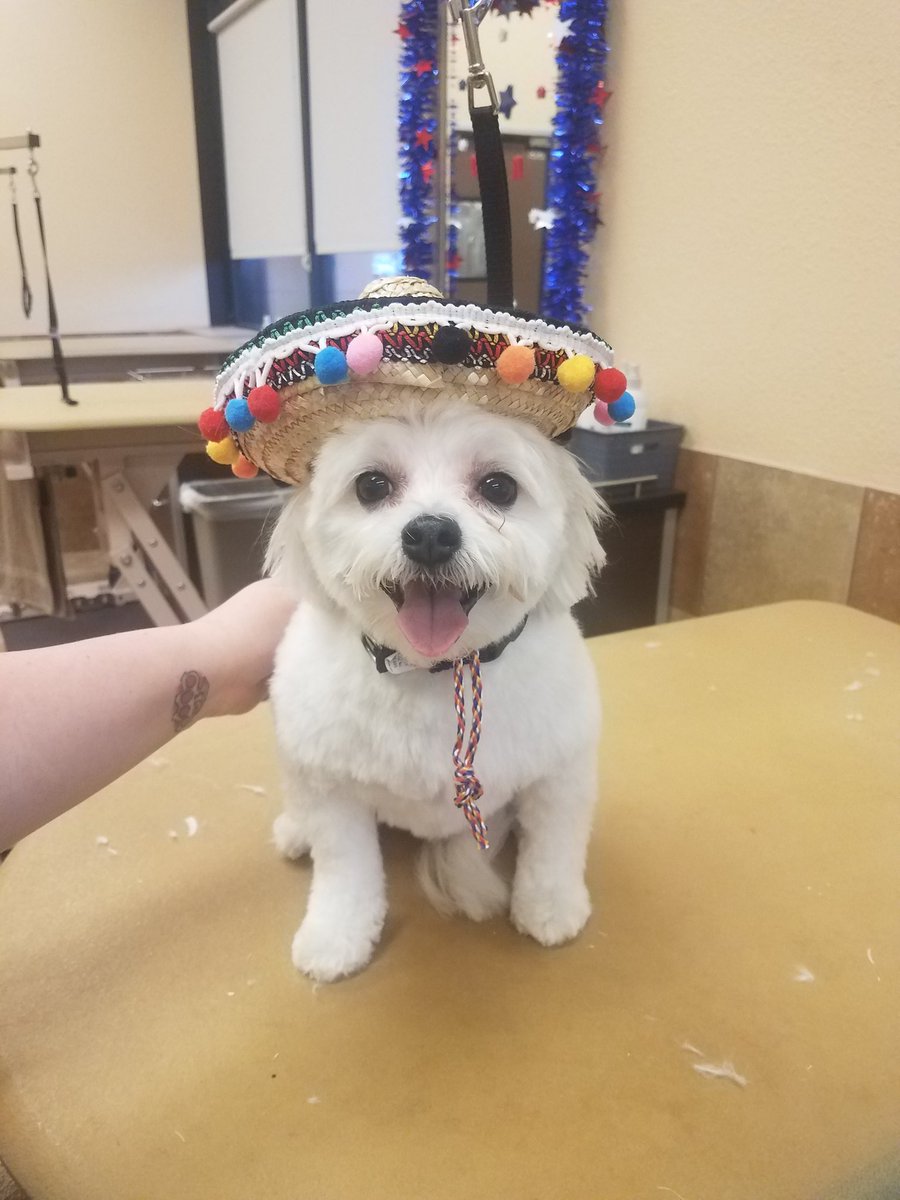 Ziggy is all ready for cinco de mayo #2144 #fortheloveofpets #petsmart
