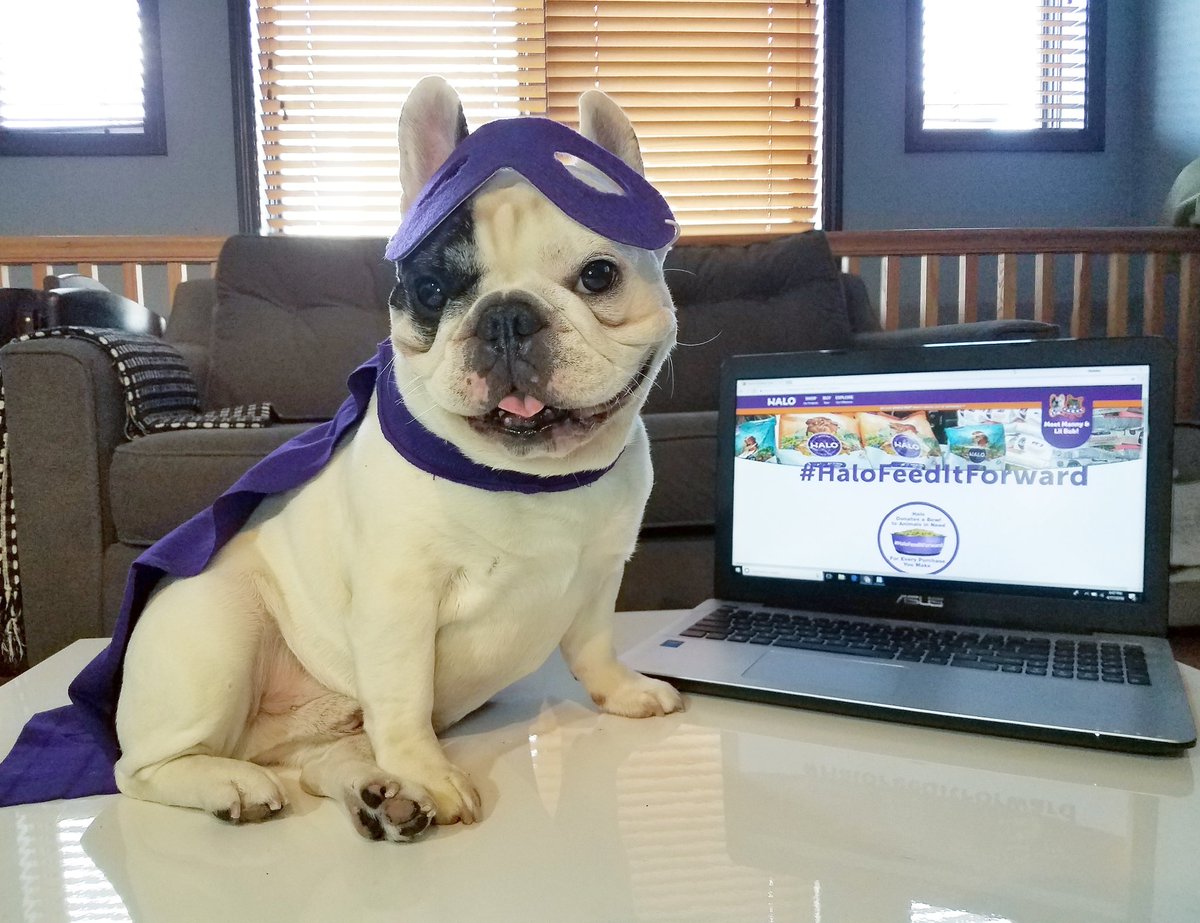 FrenchieManny's tweet photo. 🗣Calling all superheroes! 
To celebrate your social power, our pals at @HaloPets will donate 5 bowls of their amazing food to homeless pets for every share/rt of this photo of me using hashtags #HaloFeeditForward and #BlogPaws 😀 
Let's help shelter pets together! 👐 https://t.co/kWerR22ras