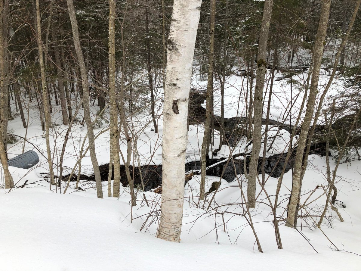 VermonsterWx's tweet photo. Is it April 17th, or February 17th? Zero melting today with ongoing flurries and snow showers. 27" depth in an undisturbed section of my yard. Safe to say the lawn isn't going in anytime soon. Oh, and the 12z Euro wants to drop 6-8" here on Thursday. https://t.co/p4YyUkQ4Df