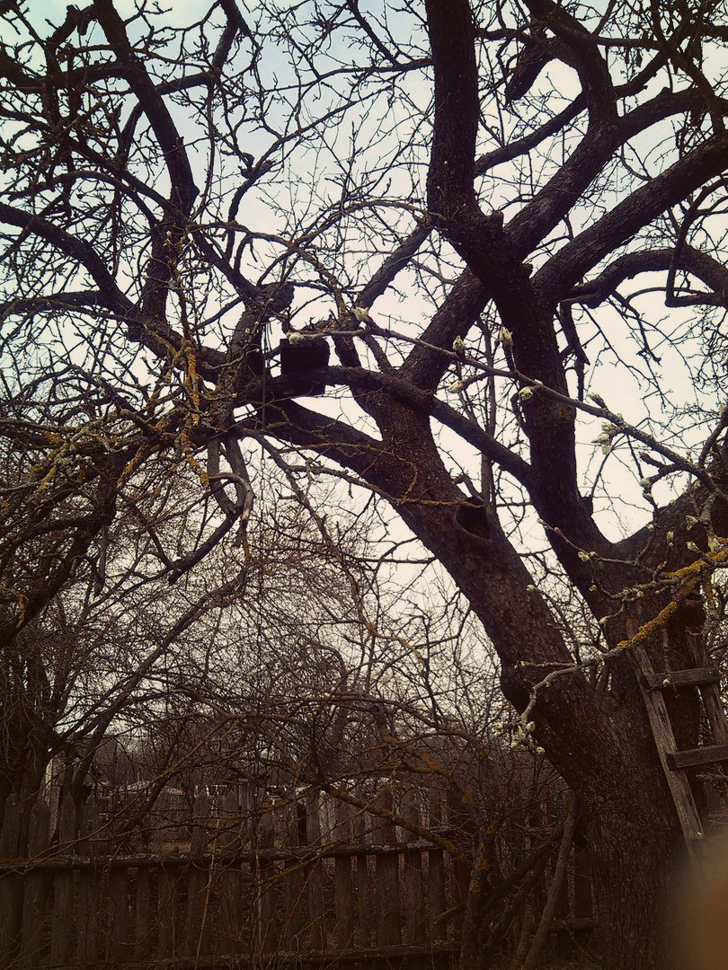 petrichenkov tweet picture