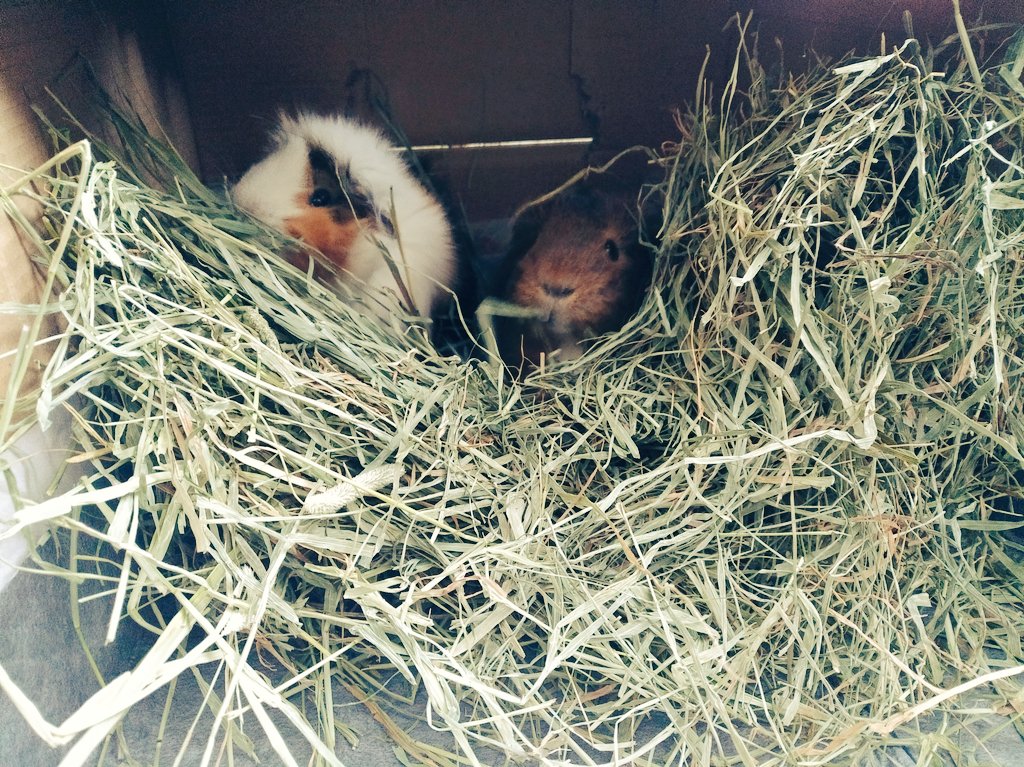 Do you think she can see us?? 🙃🙃 #GuineaPigs #Hidden #timothyHay #petHealth #cutiePies #whereswaldo