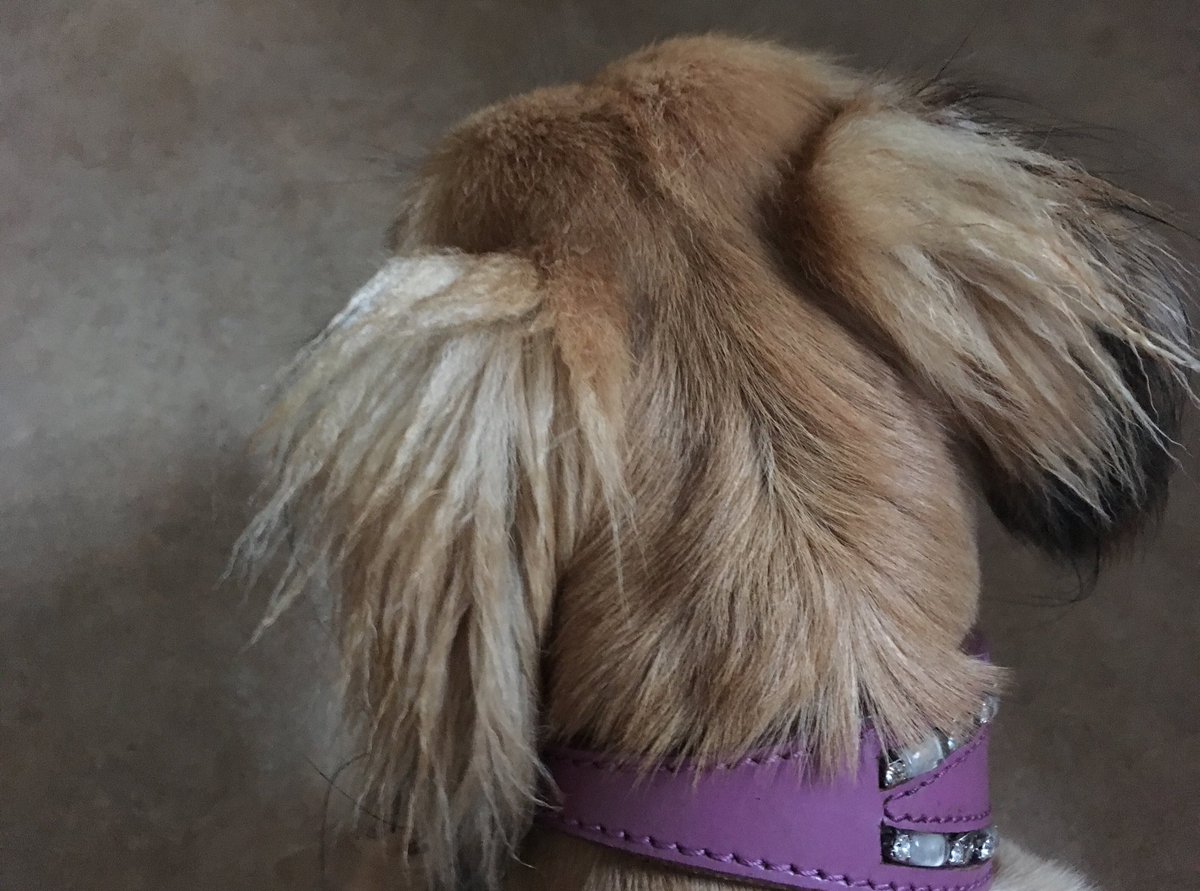 samcase77's tweet photo. Love it when her ears get a little wet and develop a ‘crimped’ look. Very #1980’s #cute #MidDogs https://t.co/yX75HKobHq