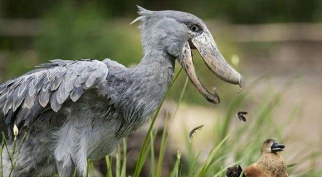 i cant stop thinking about that shoebill that just picked up a duck and threw it because it was in the way. power move.