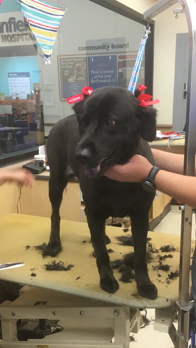 MrsSurferYoda's tweet photo. I am so thankful that Salem was such a good girl at the groomers this morning. She looks beautiful! โค๏ธ #summershave #wheredidsalemgo https://t.co/hJd5oJcAhL