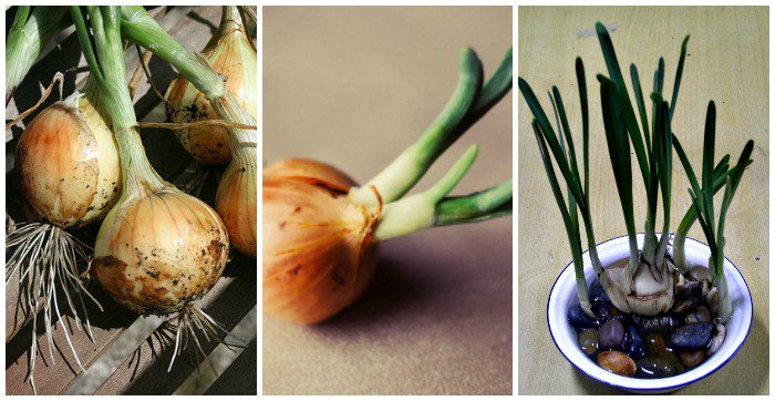 agardeningcook's tweet photo. Onions are not just a vegetable garden plant. There are lots of ways to grow them indoors. See my tips https://t.co/jekyQxhdYT #growingonions https://t.co/H3Eyr4yqEN
