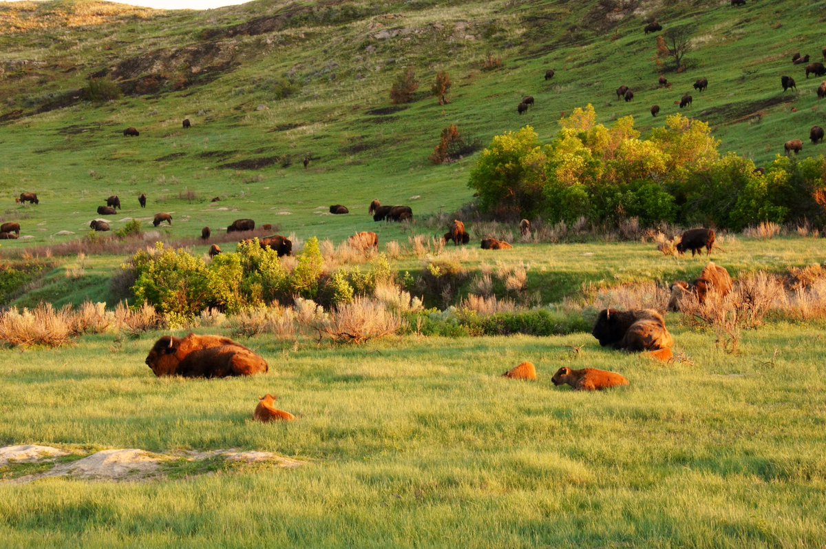 59NationalParks's tweet photo. I’m going to go with @tthrash and wish I was here at @TRooseveltNPS In the prairie #FindYourPark #ParkChat #DailyBisonUpdate #BisonSnob @naturetechfam https://t.co/RMiY6uvnGD