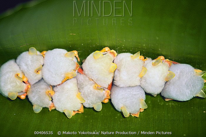 ElsaSketch's tweet photo. These are Honduran White Bats. They look like little poof balls huddled together under a leaf tent.  #BatAppreciationDay https://t.co/E4G5ZRZLPh