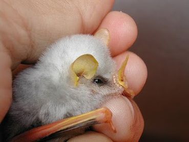 ElsaSketch's tweet photo. These are Honduran White Bats. They look like little poof balls huddled together under a leaf tent.  #BatAppreciationDay https://t.co/E4G5ZRZLPh