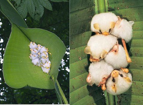 ElsaSketch's tweet photo. These are Honduran White Bats. They look like little poof balls huddled together under a leaf tent.  #BatAppreciationDay https://t.co/E4G5ZRZLPh