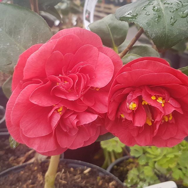 finsgarden's tweet photo. Camellias in flower here. Do you have one of these amazing plants.. Irish grown quality. 😉😉 #irish #cork #garden #colour #flowers https://t.co/8nNXpITAkD https://t.co/L4uIrBLs5J