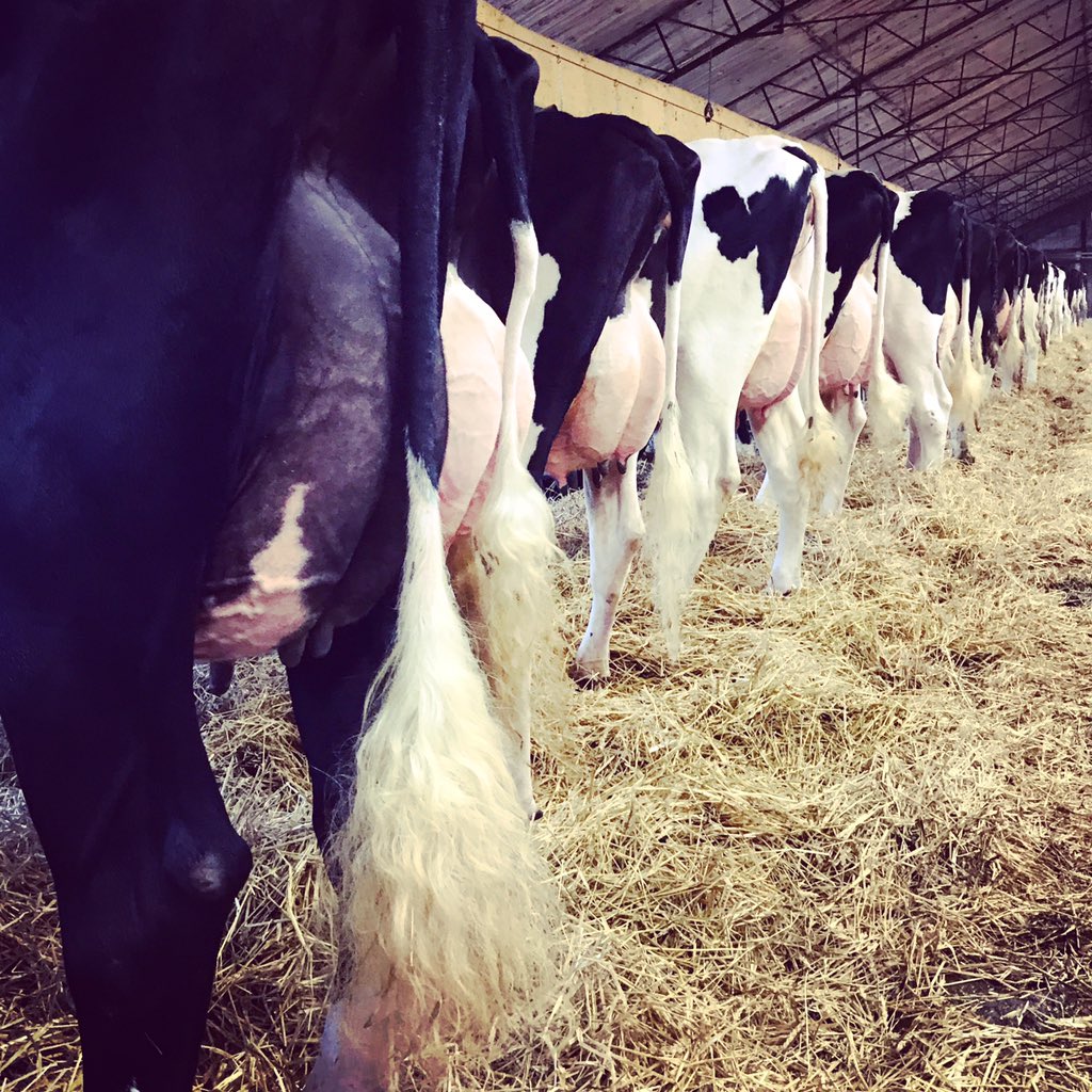 runwayholsteins's tweet photo. Trying to get the ladies civilized for spring show https://t.co/6lGNCZ6Wpe