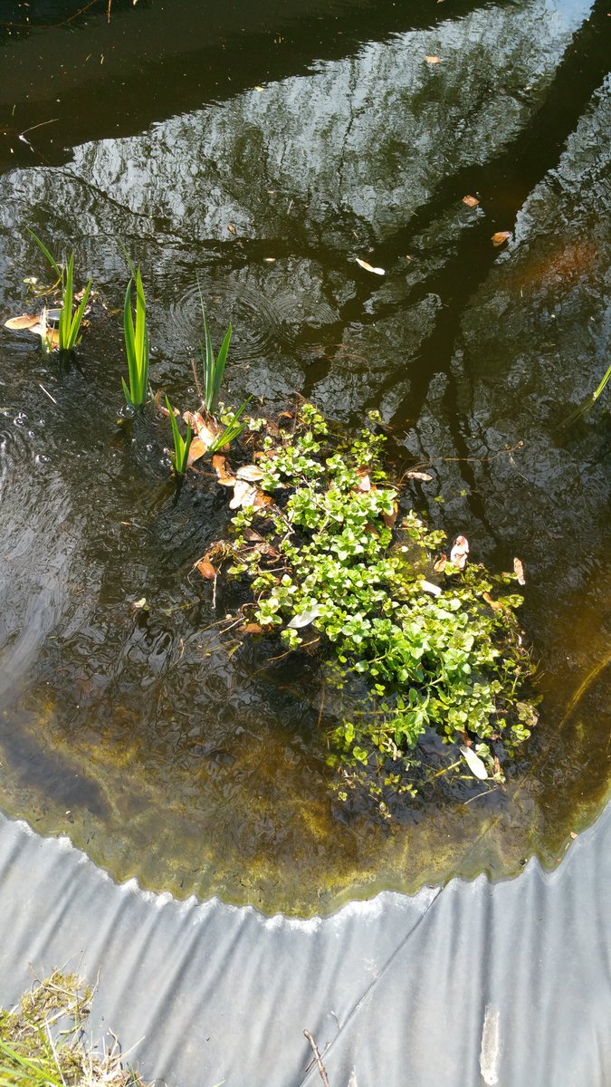 AtheneumMXM's tweet photo. De lente is er. De tuinprojecten worden verder in ontwikkeling genomen. Watermunt in de wetenschapsvijver en opstart van #AQUAPONICS. De filterlaag wordt aangelegd. Stap 1 is gezet. Meer foto's en info volgen van alle projectfasen.
@GOinAntwerpen @GO_onderwijs #MAXMODULE #STEM https://t.co/VkwLNgfprG