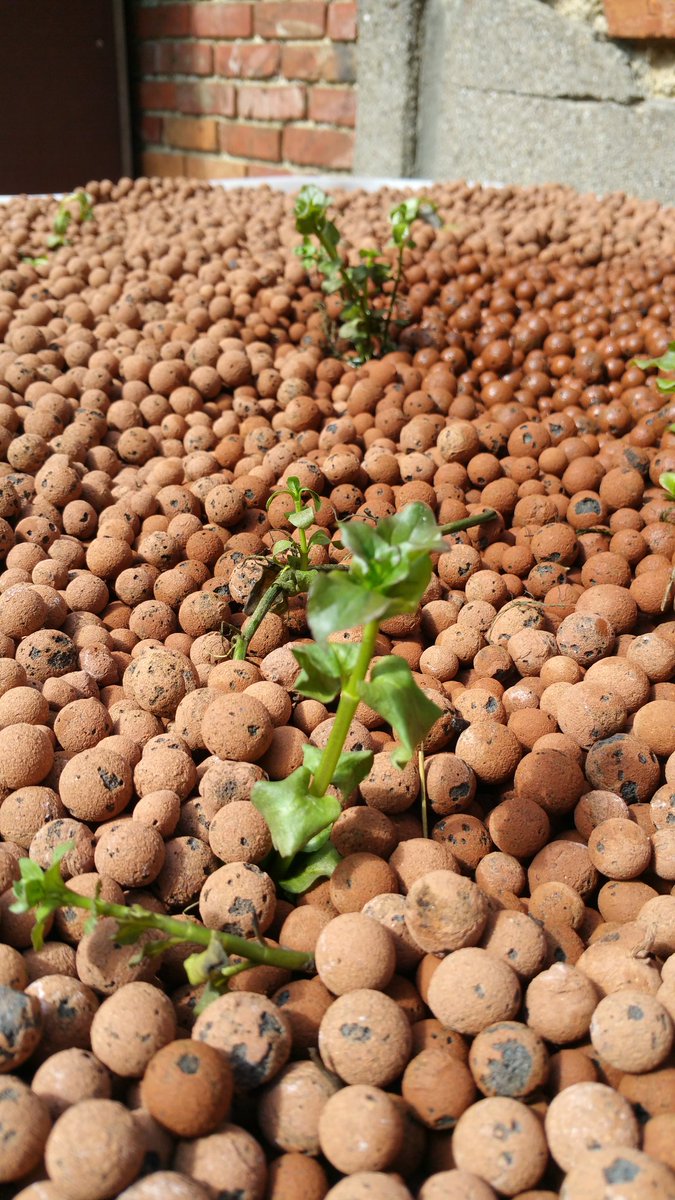 AtheneumMXM's tweet photo. De lente is er. De tuinprojecten worden verder in ontwikkeling genomen. Watermunt in de wetenschapsvijver en opstart van #AQUAPONICS. De filterlaag wordt aangelegd. Stap 1 is gezet. Meer foto's en info volgen van alle projectfasen.
@GOinAntwerpen @GO_onderwijs #MAXMODULE #STEM https://t.co/VkwLNgfprG