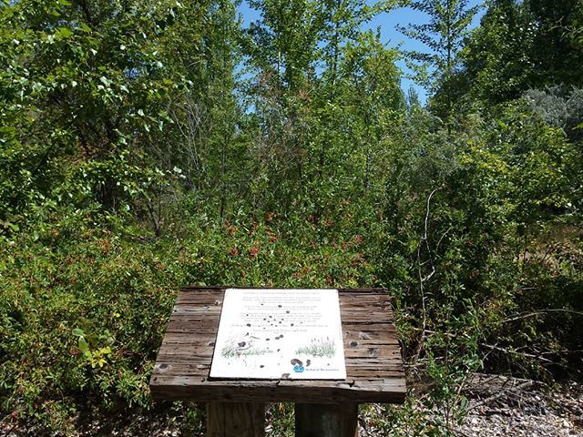 WenatcheeLoop's tweet image. Lots of #InformationalSigns along the #AppleCapitalLoopTrail. #EastWenatchee #wildlife #sign #looptrail #urbantrail #walking #getoutdoors #trail ift.tt/2HGn02x