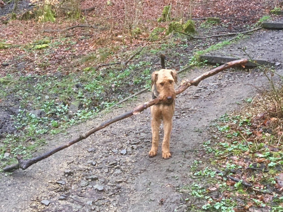 PeanutandAmber's tweet photo. Although it looks quite narrow this stick was deceptively heavy and hard to carry with my usual grace, so 6/10.
If I stand still for long enough The Mum will come back and make it shorter for me.
#airedale
#RateMyStick https://t.co/dDMlGs2bil