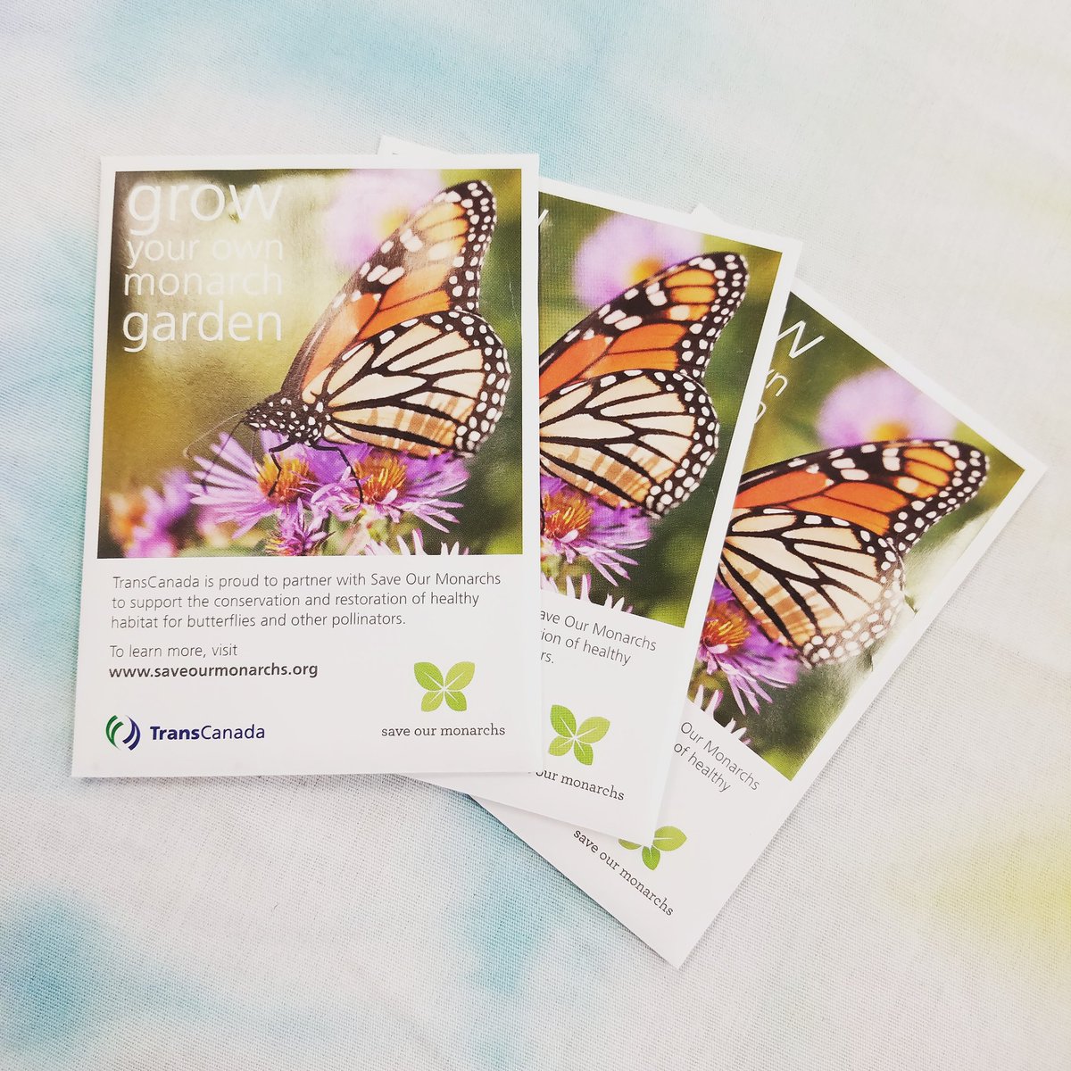 BSAFSU's tweet photo. Come get some free wildflower seeds to help support our planet's pollinators! 🌹🌻🦋🐝🐞🌼🌷 https://t.co/Fzqd5YvRCM