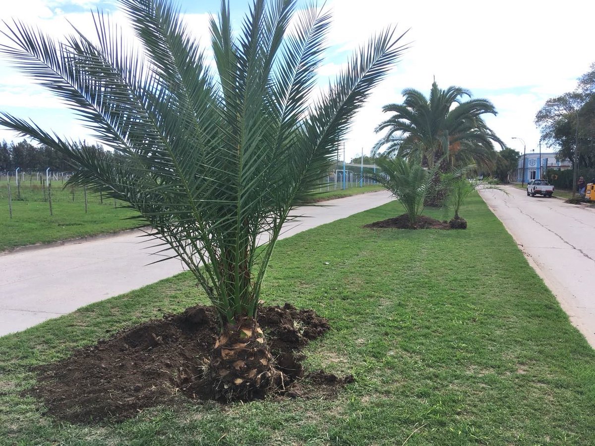 ArecoArraigo's tweet photo. Transplantamos cuatro palmeras del perímetro de la #CanchaFitte al bulevar Güiraldes. Seguimos trabajando por nuestros #EspaciosVerdes en #SanAntonioDeAreco https://t.co/oFqOxO8Rx1