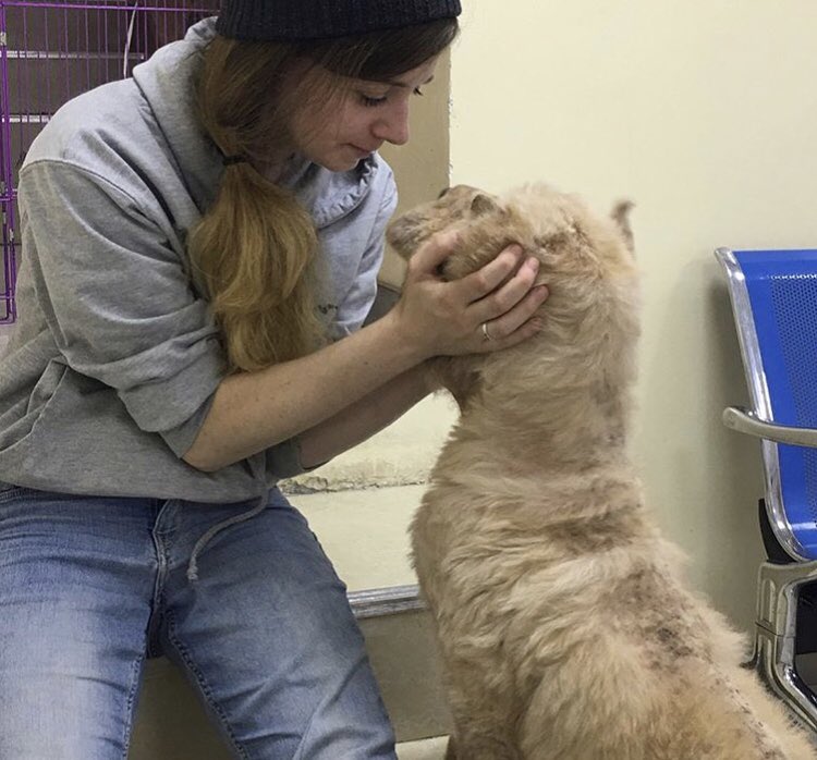 Doggy911rescue's tweet photo. Sasha is an ex-breeding girl sold to the meat trade ❤️ when first rescued, she was so used to eating her own waste that she didn’t know what dog food was. In August we’re taking her to the UK for a better life. Please RT, let’s find her a family! Applications now open ❤️ https://t.co/zpYs9Wa7Sv