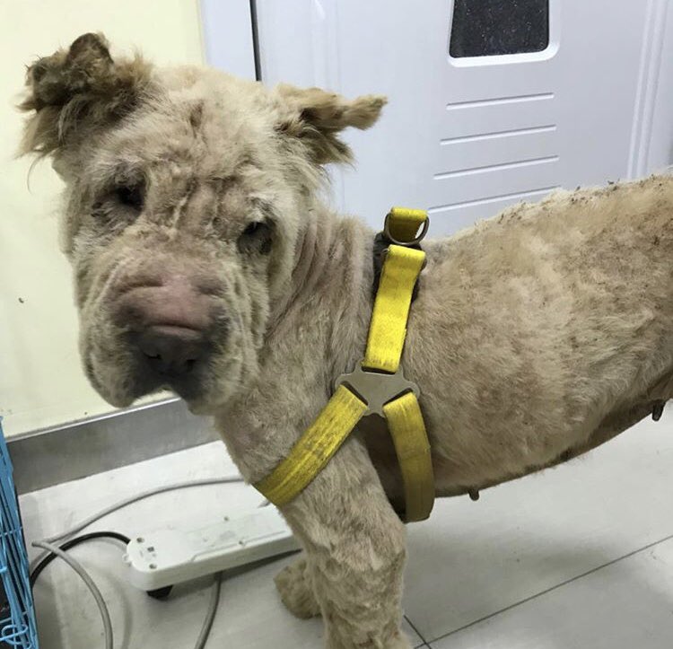Doggy911rescue's tweet photo. Sasha is an ex-breeding girl sold to the meat trade ❤️ when first rescued, she was so used to eating her own waste that she didn’t know what dog food was. In August we’re taking her to the UK for a better life. Please RT, let’s find her a family! Applications now open ❤️ https://t.co/zpYs9Wa7Sv