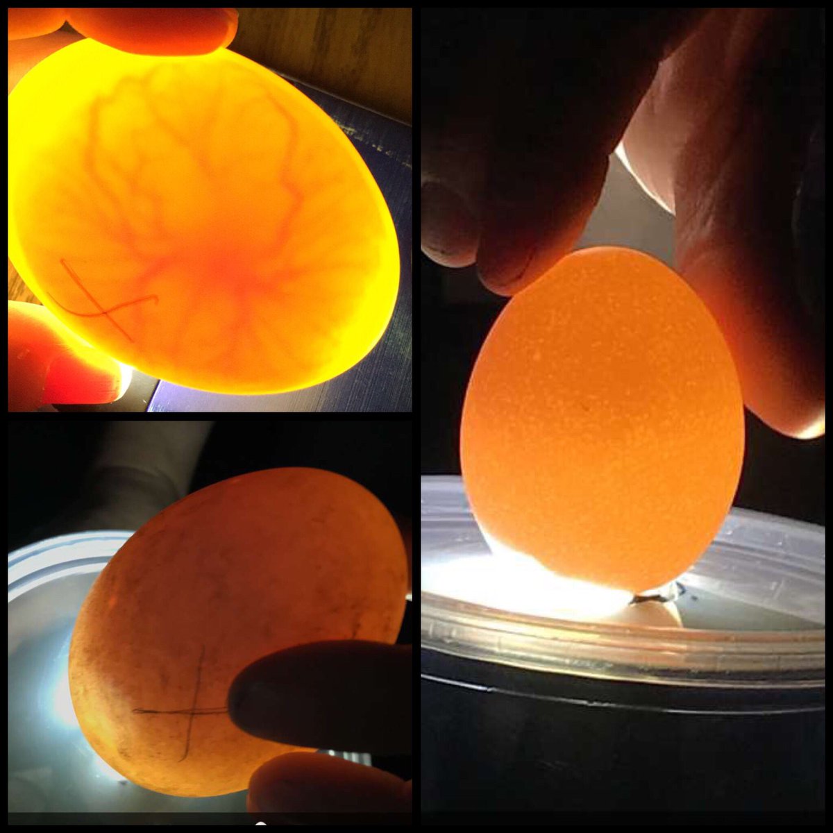 McTeacher5's tweet photo. #embryology #candling #eggspecting #mcconkeymonsters #4teamvalley #agriculture @fultonaitc https://t.co/xeJKly5bPa